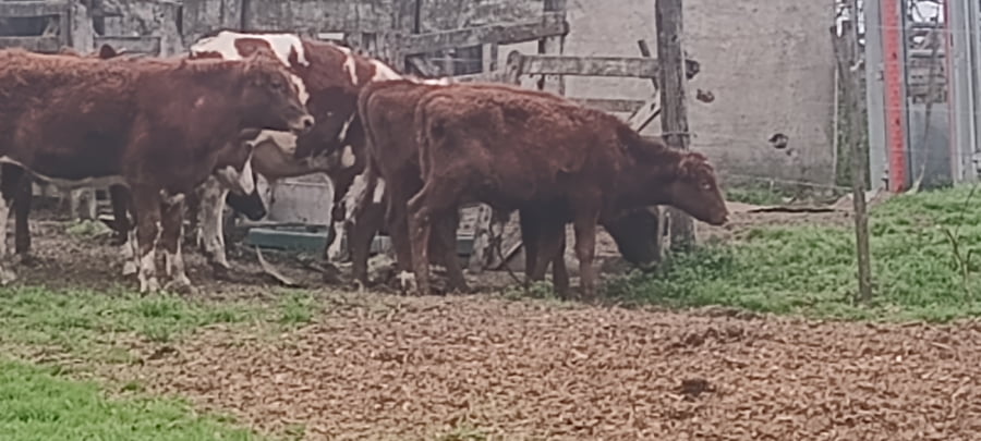Lote 53 Terneros en 30 de Agosto