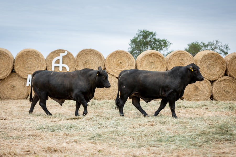 Lote Reproductores Altohondo - Lote 71