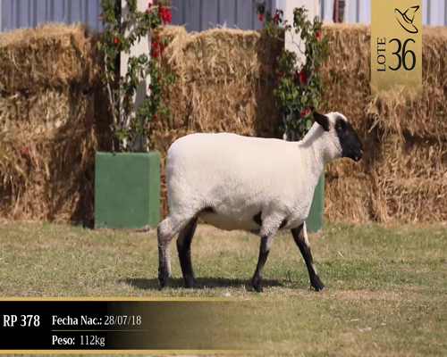 Lote Borregas a remate en Cabaña Las Brujas, San José