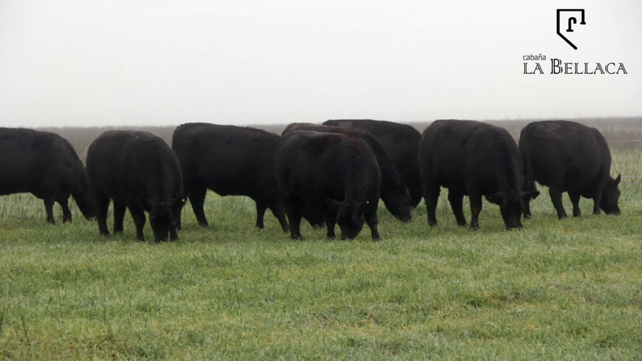 Lote VAQUILLONAS ANGUS MAS - LA BELLACA