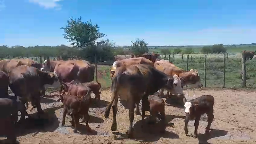 Lote 50 Vacas medio uso C/ cria