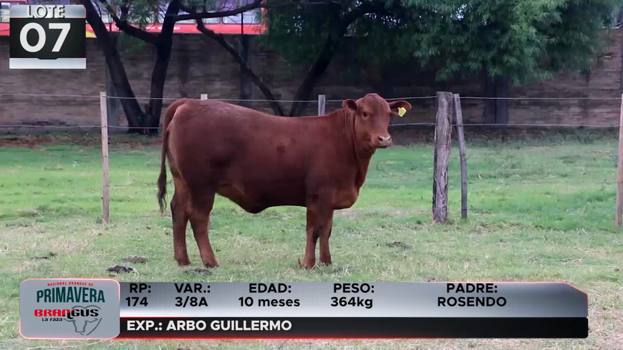 Lote LOTE 7