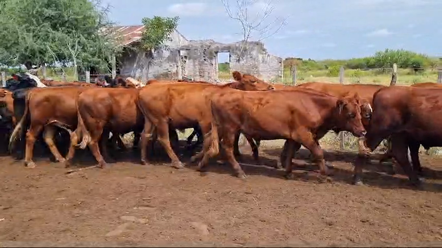 Lote 45 Novillitos