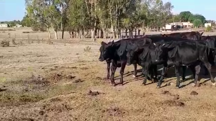 Lote (Vendido)11 Terneros y Terneras ANGUS/ HOLANDO a remate en #29 Pantalla Carmelo 230kg -  en CUFRE