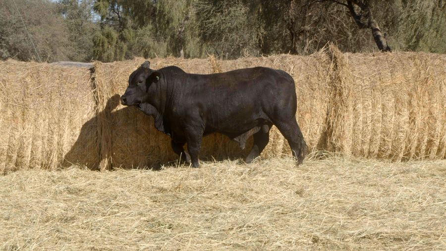 Lote TOROS Remate Nucleo Genbra