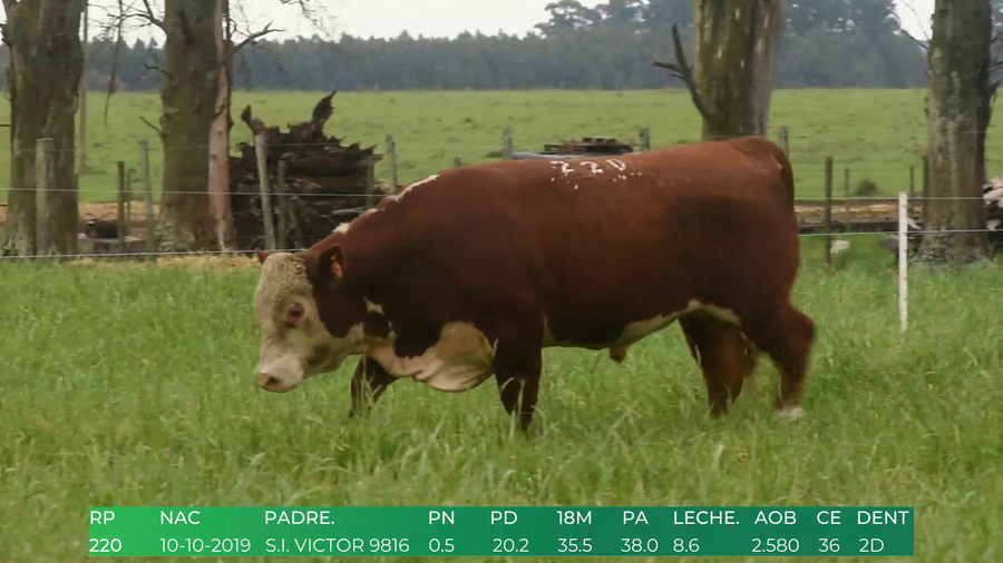 Lote Toros POLLED HEREFORD a remate en 4º  Remate  Anual Cabaña El Treból en Liga de Trabajo de Guichón