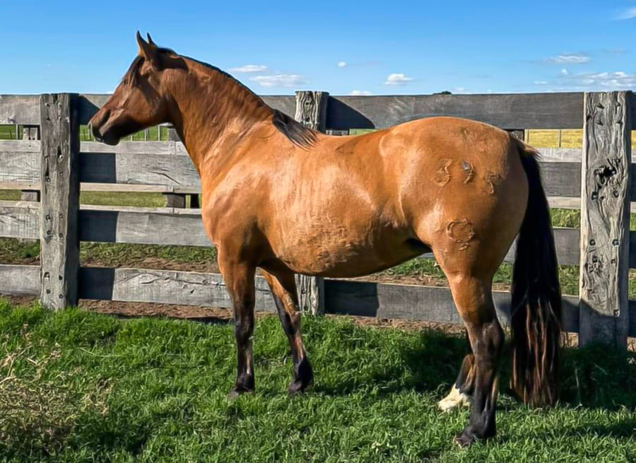Lote Curahué Recarga