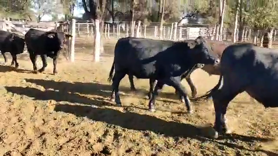 Lote 70 Novillos en Quimilí, Santiago del Estero