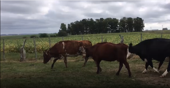 Lote 18 Vaca en San José