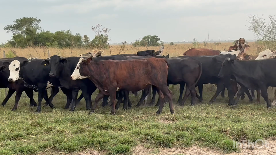 Lote 37 Vaquillonas preñadas
