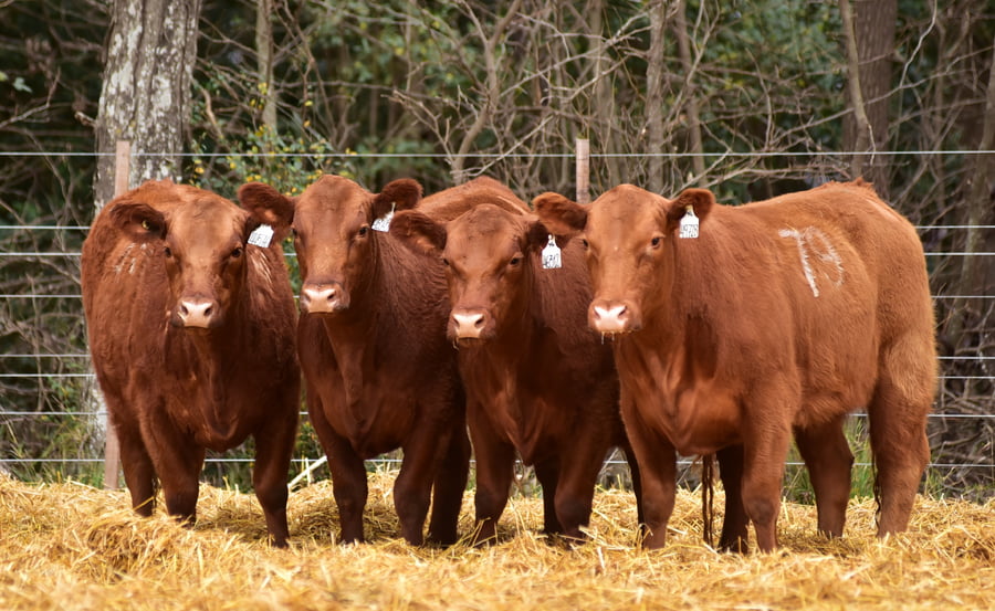 Lote VAQUILLONAS ANGUS PC OTOÑO