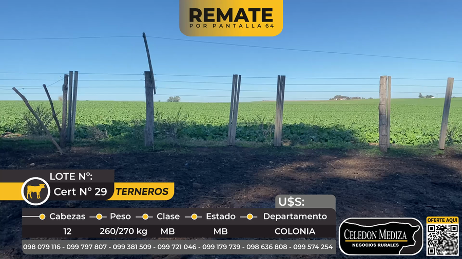 Lote 12 Terneros en La Horqueta, Colonia