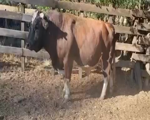 Lote 1 Toro en Quillón, XVI Región Ñuble