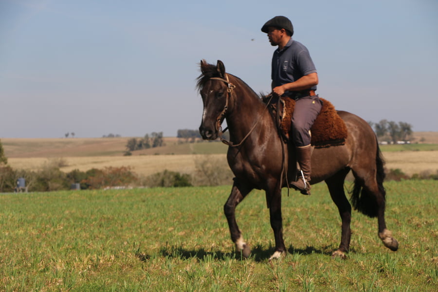 Lote SANTA GLORIA RATONERA