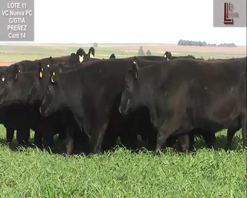 Lote VACAS A. ANGUS NEGRAS NUEVAS  P. CONTROLADAS C/ GTIA DE PREÑEZ