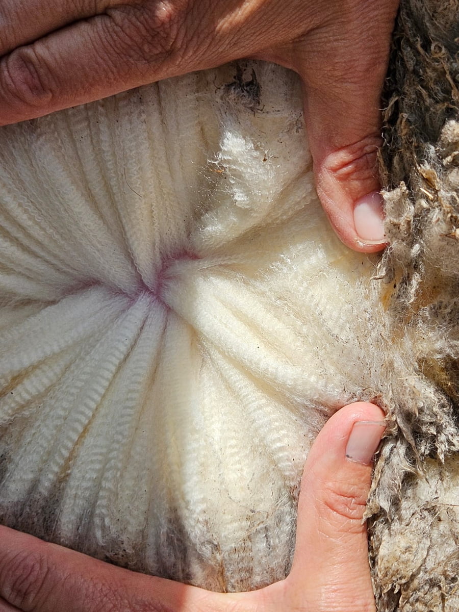 Lote (Vendido)Carneros a remate en Subasta Online - Nambi Guasu, Lavalleja