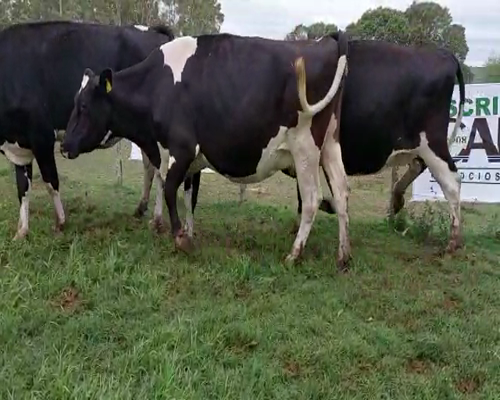 Lote 3 Vaca HOLANDO a remate en Remate Elite por Pantalla de Ganado Lechero 550kg - , San José