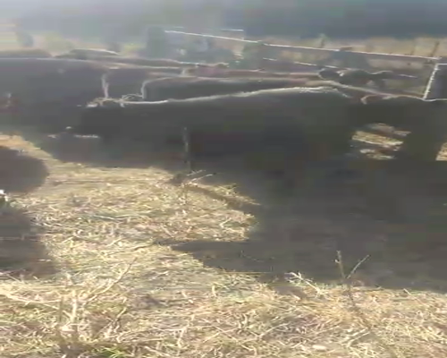 Lote 75 Terneras en Buenos Aires, Bolívar