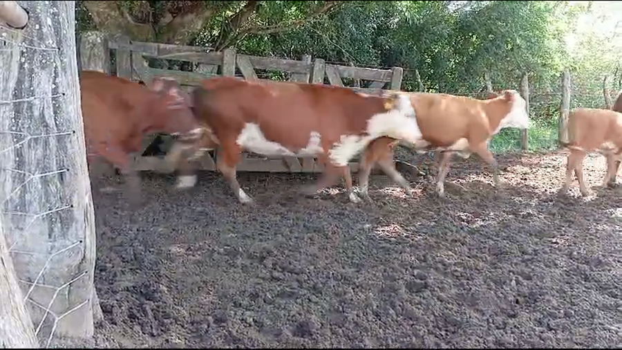 Lote 35 Vacas nuevas C/ cria en Corrientes, Mercedes