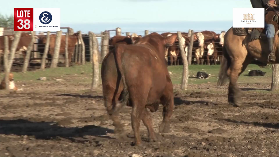 Lote Toros Angus Colorados Puros Controlados