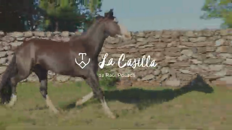 Lote NIÑA BONITA DE LA CASILLA