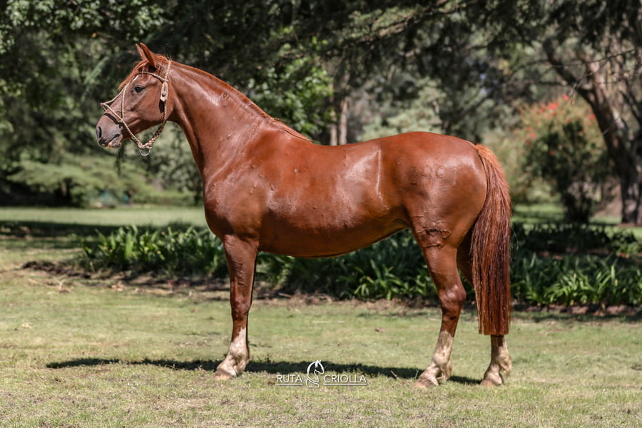 Lote Ñandu Martingala