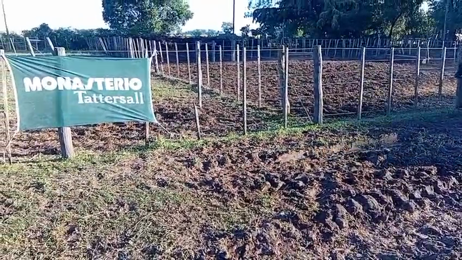 Lote 19 Terneros en DAIREAUX