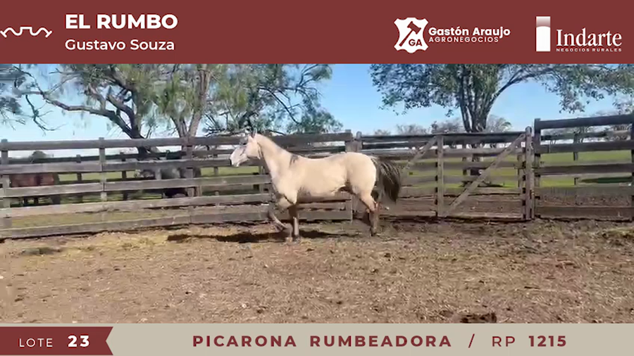 Lote PICARONA RUMBEADORA