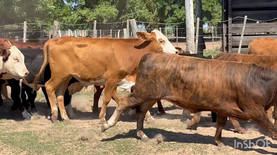 Lote 100 Terneros en Corrientes, Tabay