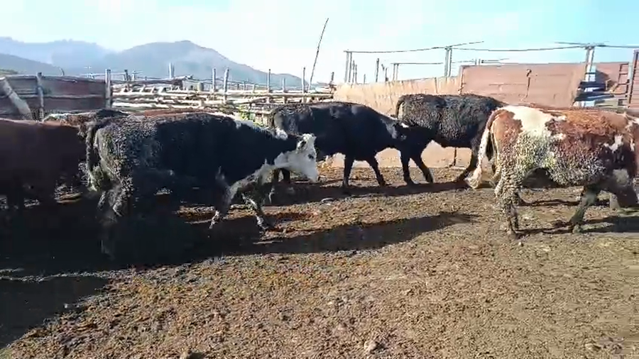 Lote 47 Vaquilla Gorda en Codegua, VI Región O-Higgins