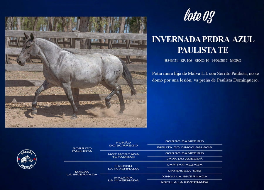 Lote Invernada Pedra Azul Paulista Te