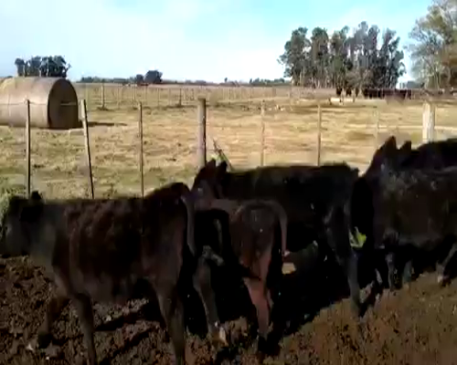 Lote 16 Terneros/as de 135Kg en Gral. Rodríguez, Buenos Aires