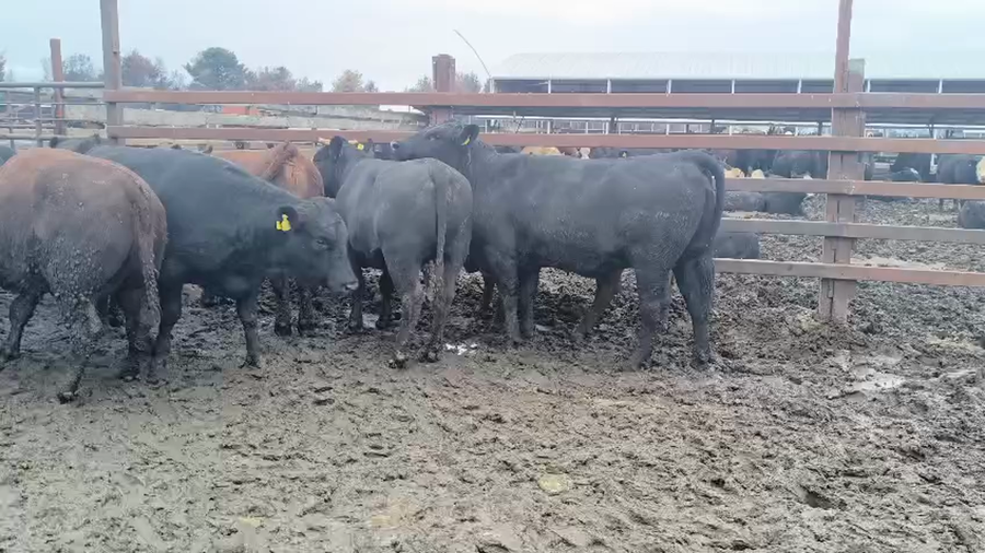 Lote 20 Vaquilla Gorda en Los Ángeles, VIII Región Biobío