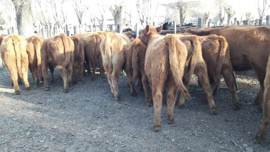 Lote 14 Terneras en Gral. Lamadrid, Buenos Aires