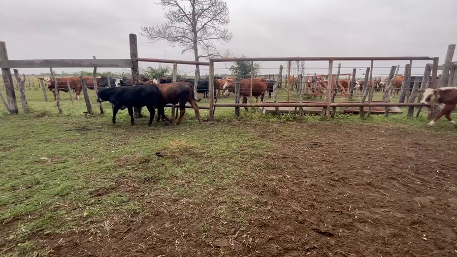 Lote 49 Terneros/as en Bella Vista, Corrientes