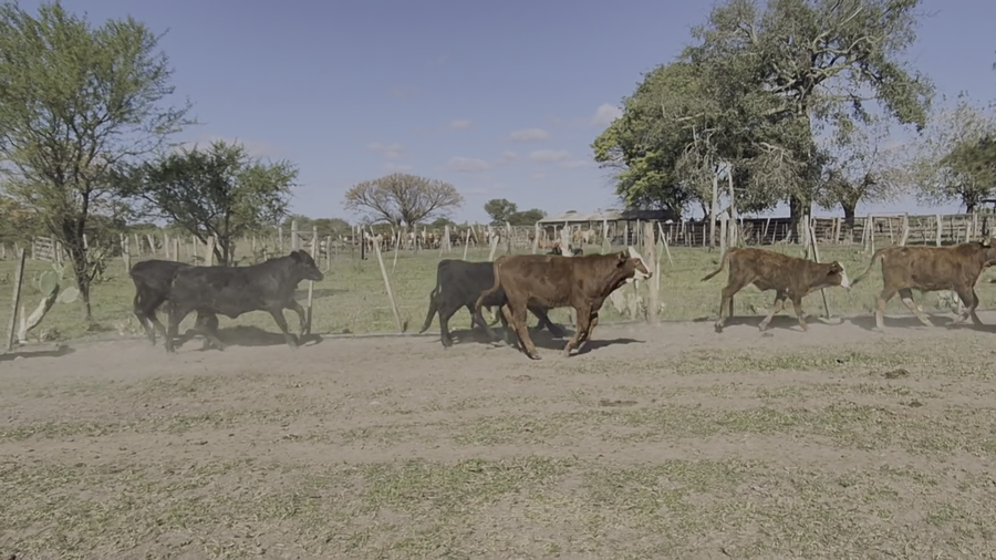 Lote 32 Terneros/as en Santa Fe, Reconquista
