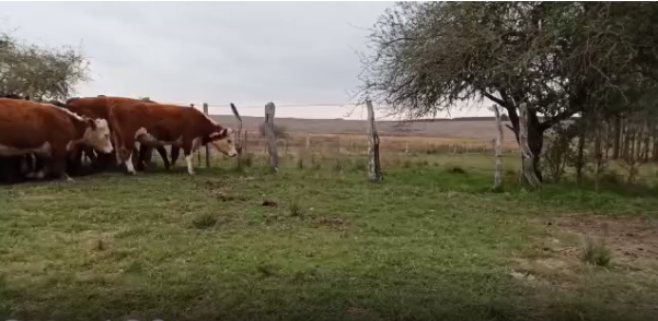 Lote 36 Vaca en Soriano