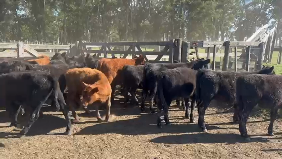 Lote 70 Terneras en Azul