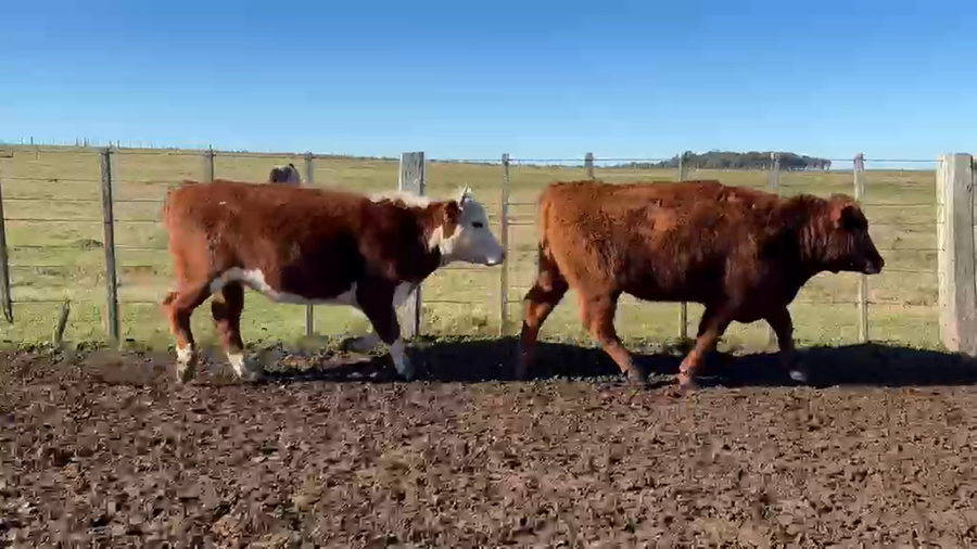Lote 16 Novillos a remate en Feria General - Cardozo Negocios Rurales 412kg - , Rivera