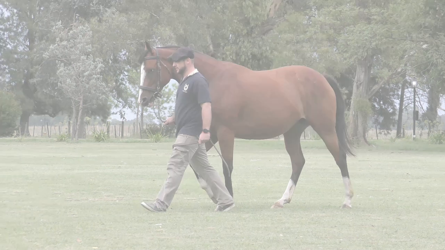 Lote BOMBA GULCH (HIT IT A BOMB - EMPEÑOSA GULCH) Preñez por PNEUMATIC