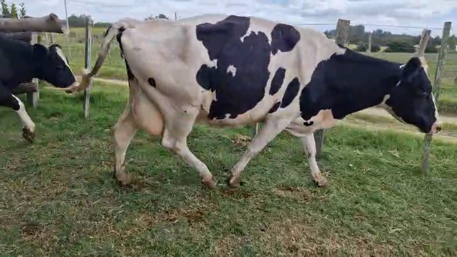 Lote 3 Vaca a remate en Pantalla Camy, San José