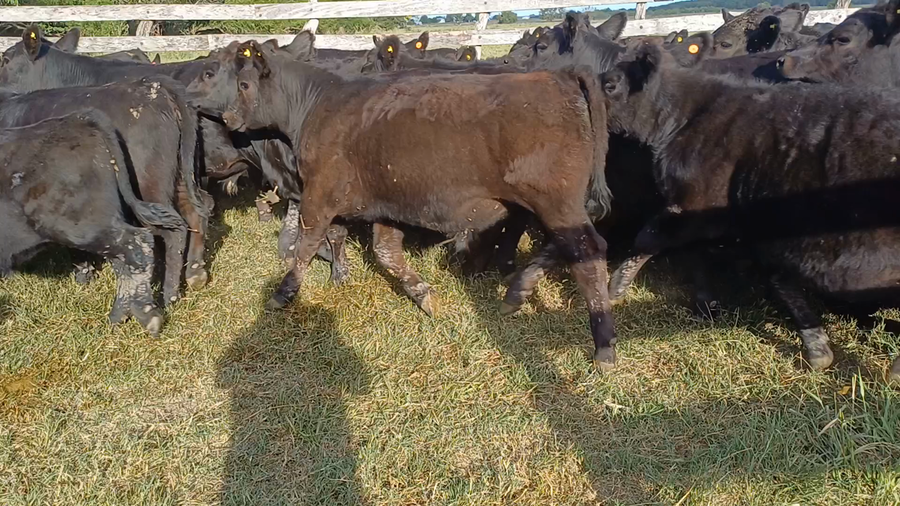 Lote 65 Terneras en Villa Elisa, Entre Ríos