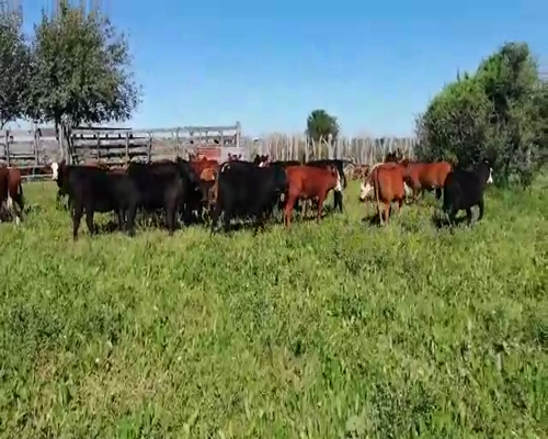 Lote 120 Terneros/as en Federal, Entre Ríos