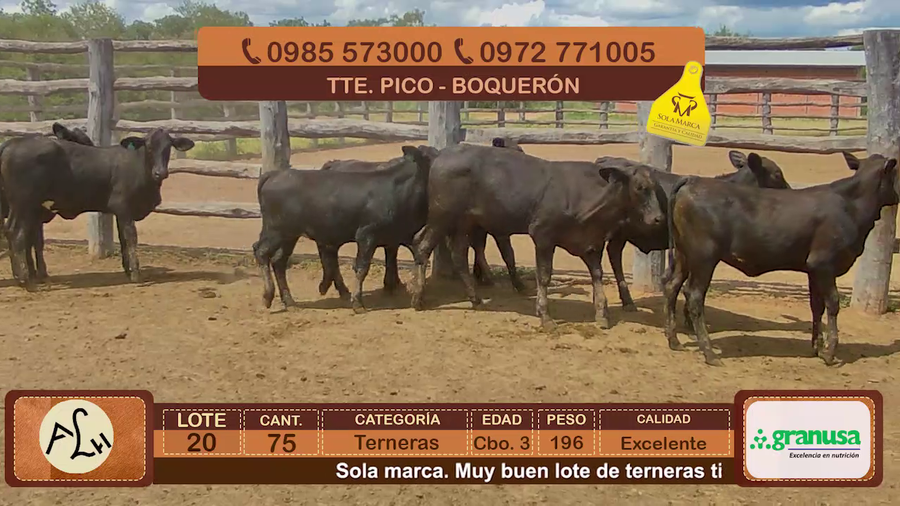 Lote 75 Terneras CBO 3 Tipo Brangus y Acebuzadas a remate en FERIA ESPECIAL DE TERNEROS CBO. 3 - AGROGANADERA LA HUELLA 196kg - , Boquerón