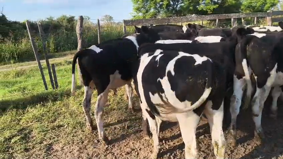 Lote 20 Novillitos Holando Argentino en Morteros, Córdoba