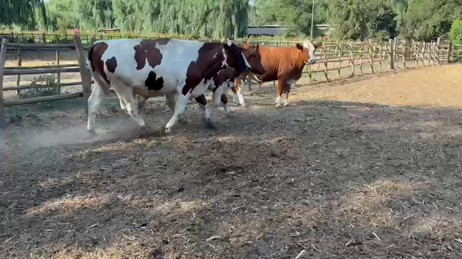 Lote 45 Novillo Gordo en Paine, Región Metropolitana