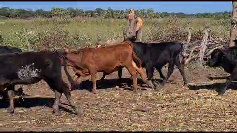 Lote 110 Terneros/as en Misión San Fco., Formosa