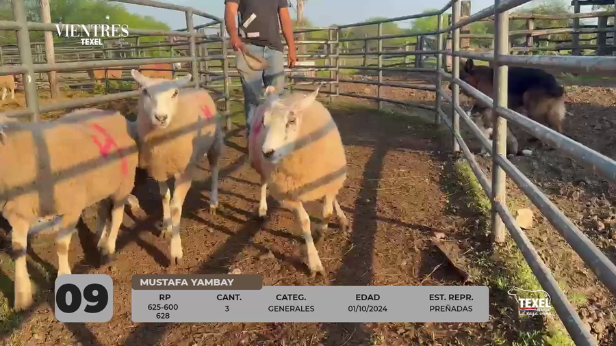 Lote LOTE 9
