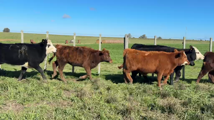 Lote TERNERAS