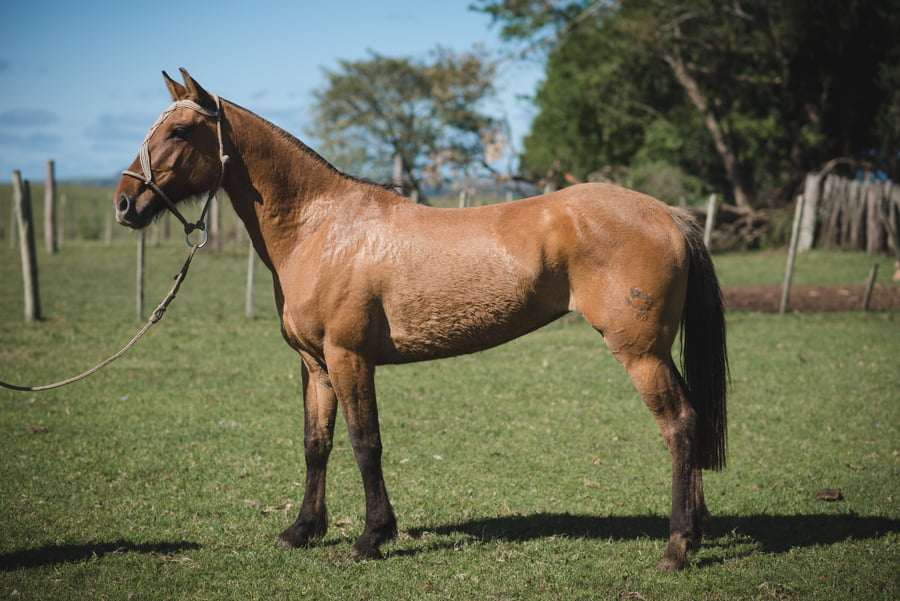 Lote ADELANTE MOJÓN.